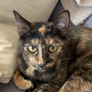 8子猫のお母さん(ステラ)