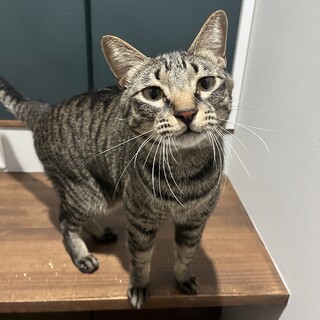 ふー君　男の子　5歳　キジ