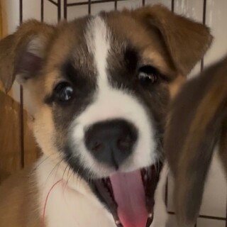 ずっとの家族を探しています