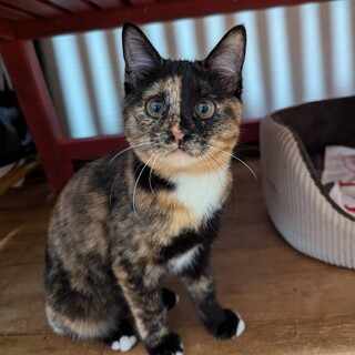 おっとり大人しいサビ・女の子