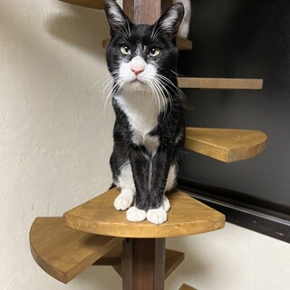 ジャック　男の子　推定2歳　白黒