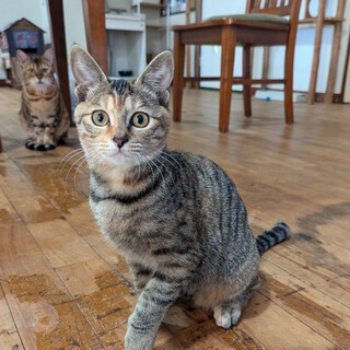 元気いっぱい！美人子猫ちゃん