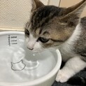 緊急募集4ヶ月