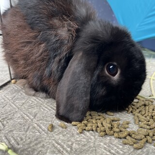 ウサギちゃんの里親募集しています！