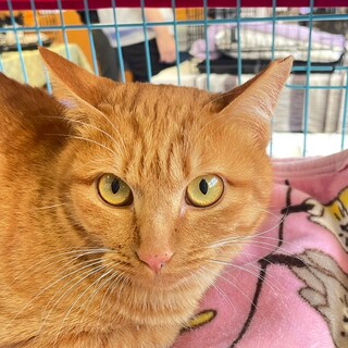 里親決定！茶トラの女の子！チャチャちゃん