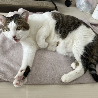 シエル：たっぷりボディと繊細なハートのギャップ！