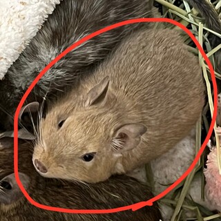 デグー の女の子