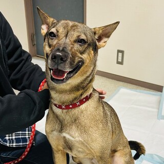 緊急保護、幸せにしてあげたい、チャコ3才