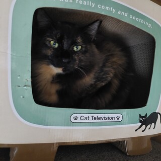 ゴージャス♡サビ長毛　シャイなあこちゃん