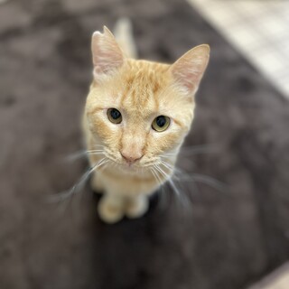 抱っこも好きな穏やかな男の子