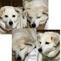 里親募集しております。