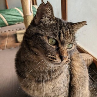 スリスリモフモフ！人なれ抜群女のコ