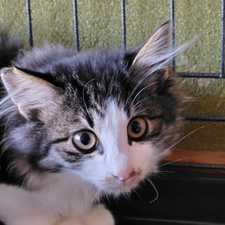 白血病キャリア、しっかり者の八兵衛くん