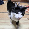 都合によりお別れすることになりました サムネイル2