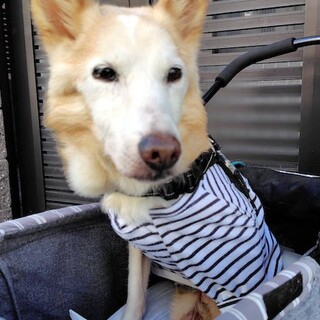 ハンデなんかに負けないよ！好奇心旺盛シニア光太