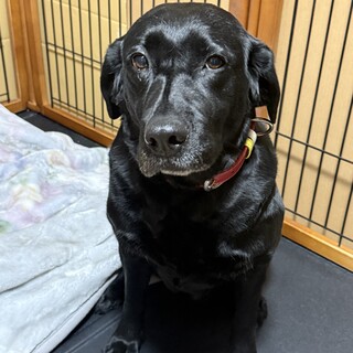 ご家族が決まりました