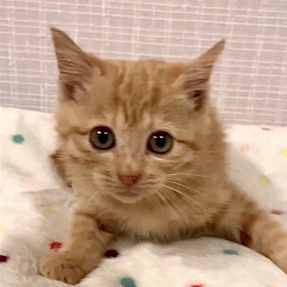授乳から育てた人を大好きな甘え子リノ姫