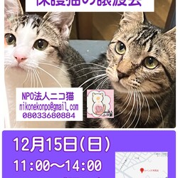 保護猫の譲渡会