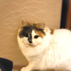 in春日井市☆本年最終！保護猫をオウチに迎えよう☆2024年12月14日（土）～ちーむ にゃいんず