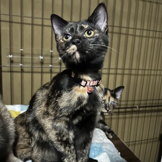 好奇心旺盛なサビ猫　5ヶ月の女の子❤️