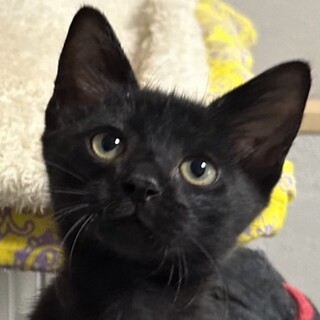 僕のこと呼んだ？性格ピカイチ、黒猫つなくん♡
