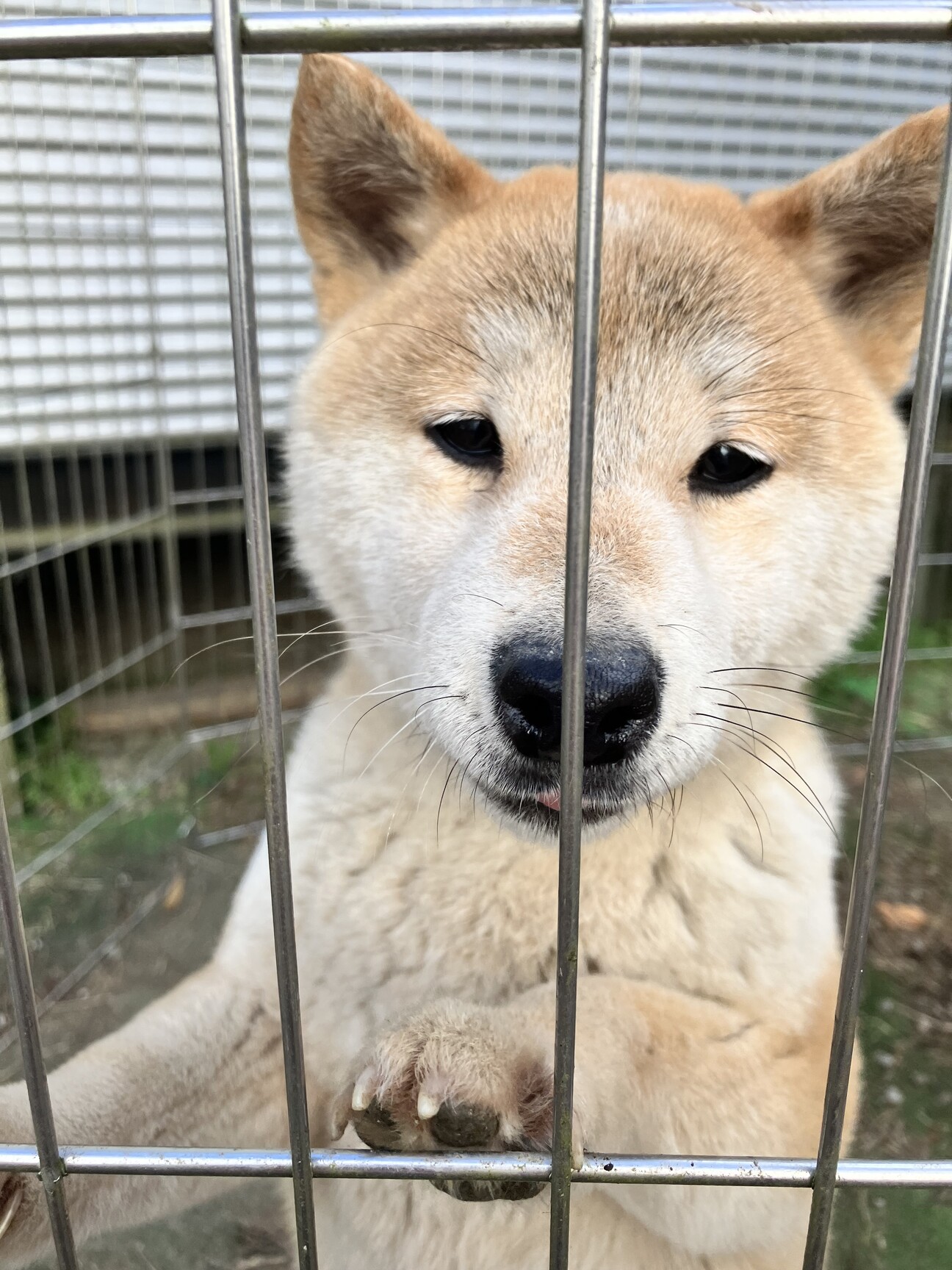 柴犬メス8歳 おっとり優」静岡県 - 犬の里親募集(507121) :: ペット