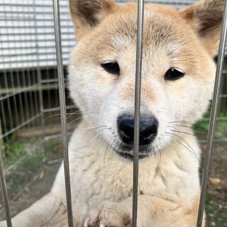 柴犬メス8歳　おっとり優しい女の子