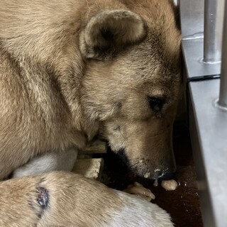 殺処分対象❗️収容期限12/13(金)❗️延長なし