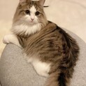 ツンデレらむちゃん。ミヌエット4歳♀