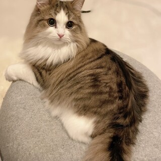 ツンデレらむちゃん。ミヌエット4歳♀