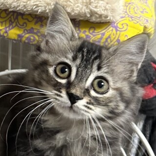 ふわふわゴージャスな毛が魅力的、すいちゃん♡