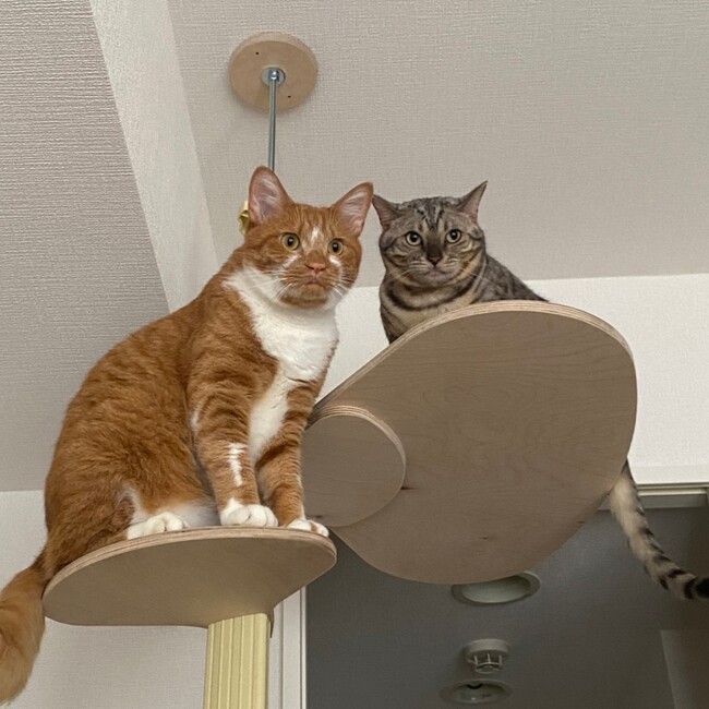 chamame4のカバー写真