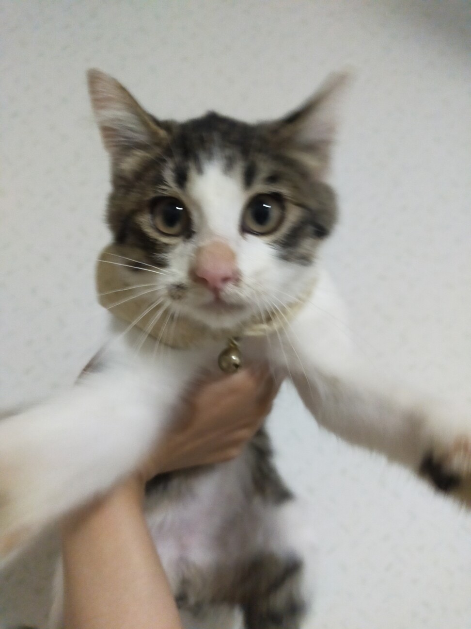 キジ白トラ猫さん