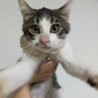 キジ白トラ猫さん
