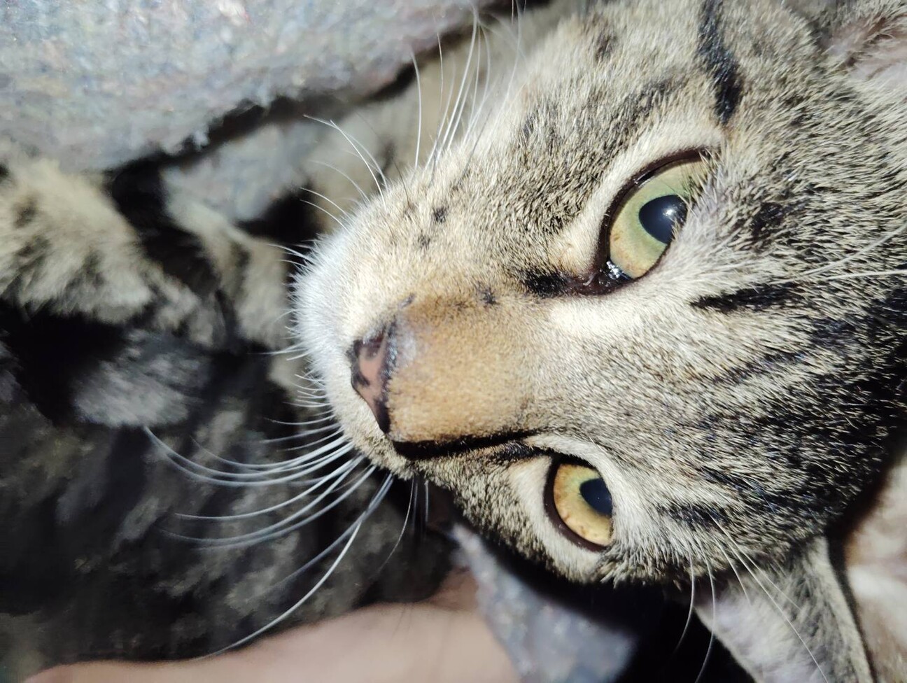 キジトラまめくん