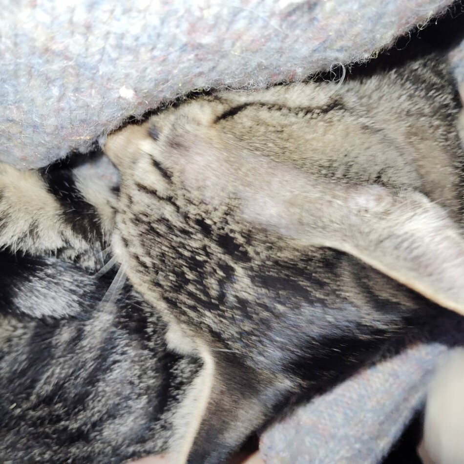 キジトラまめくんのカバー写真