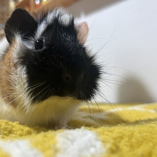 アビシニアンモルモットの女の子