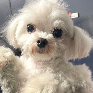 24-W251　ミニミニマルチーズ！！