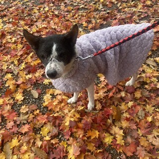 穏やかな優しい子「レーナちゃん」