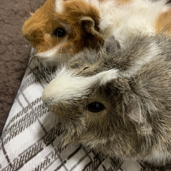 ぽてたろのカバー写真