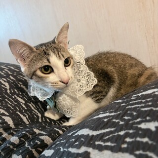 甘えん坊の♡クッキーちゃん♡