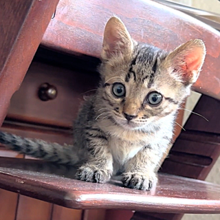 何度も奇跡の復活をとげた『きせき』♀