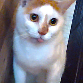 キャラメルのような茶色の模様が入った男の子『感』♂