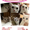 譲渡会 白猫妹ちゃん サムネイル2