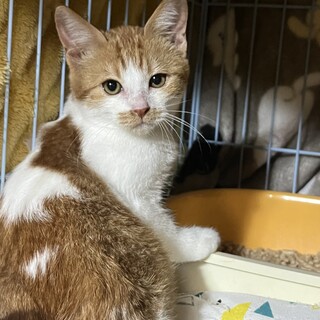 　新規受付一時停止　　　茶白ちゃん