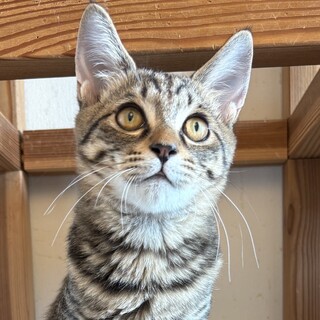 【12/22新橋】おもちゃ大好き！元気なライアン