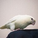 一旦募集〆 サザナミインコ