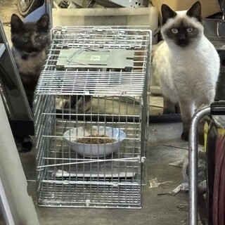 サビ猫ちゃん　兄弟もいます