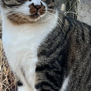 緊急里親さん募集