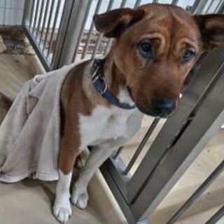 迷子　お迎えなし　延長なし　収容期限12/16迄